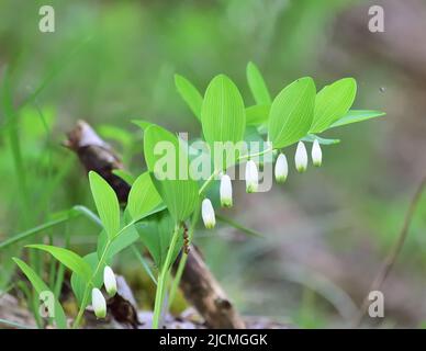 Polygonatum also known as King Solomon`s-seal or Solomon`s seal, is a genus of flowering plants. Stock Photo